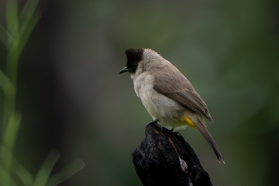 Bulbul Ventridorado - ML644690383