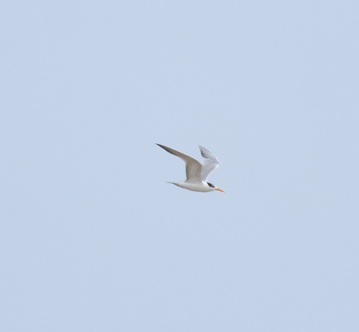 Bengalako txenada - ML644690394