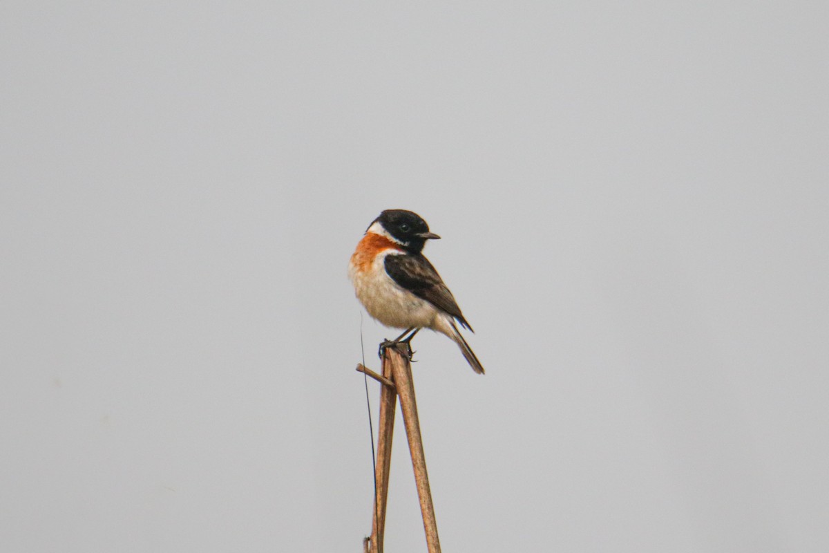 White-tailed Stonechat - ML644690407