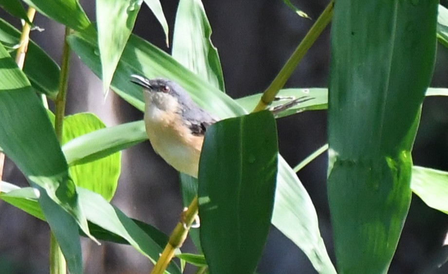 Ashy Prinia - ML644690408