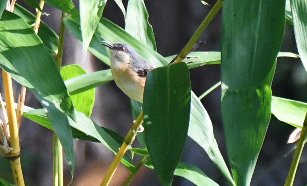 Ashy Prinia - ML644690412
