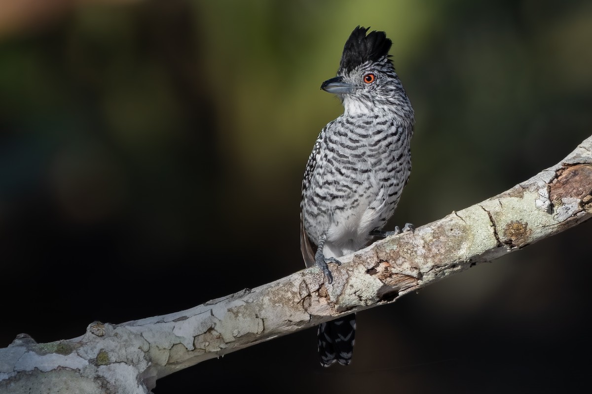 Batará Barrado (capistratus) - ML644690414