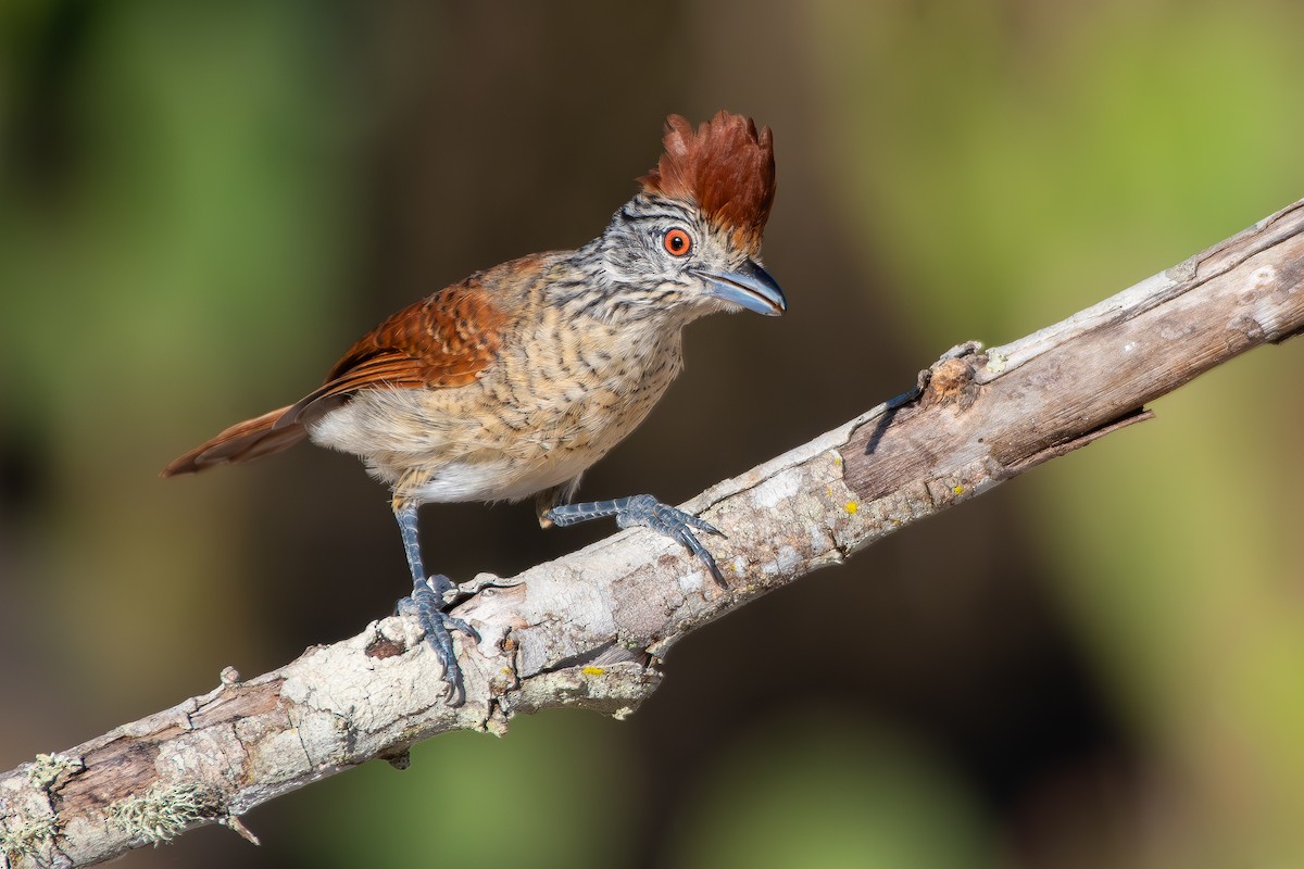 Batará Barrado (capistratus) - ML644690415