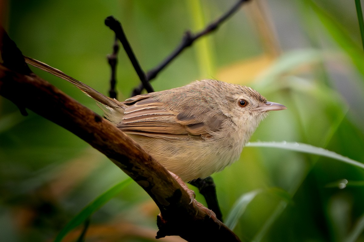 Brown Prinia - ML644690416