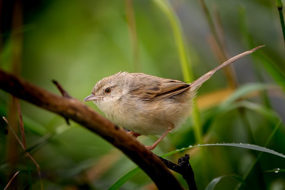 Brown Prinia - ML644690417