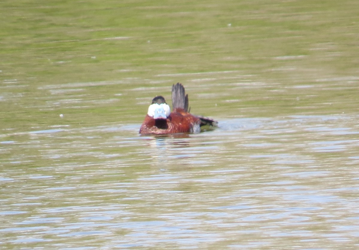 Американская савка - ML644690418