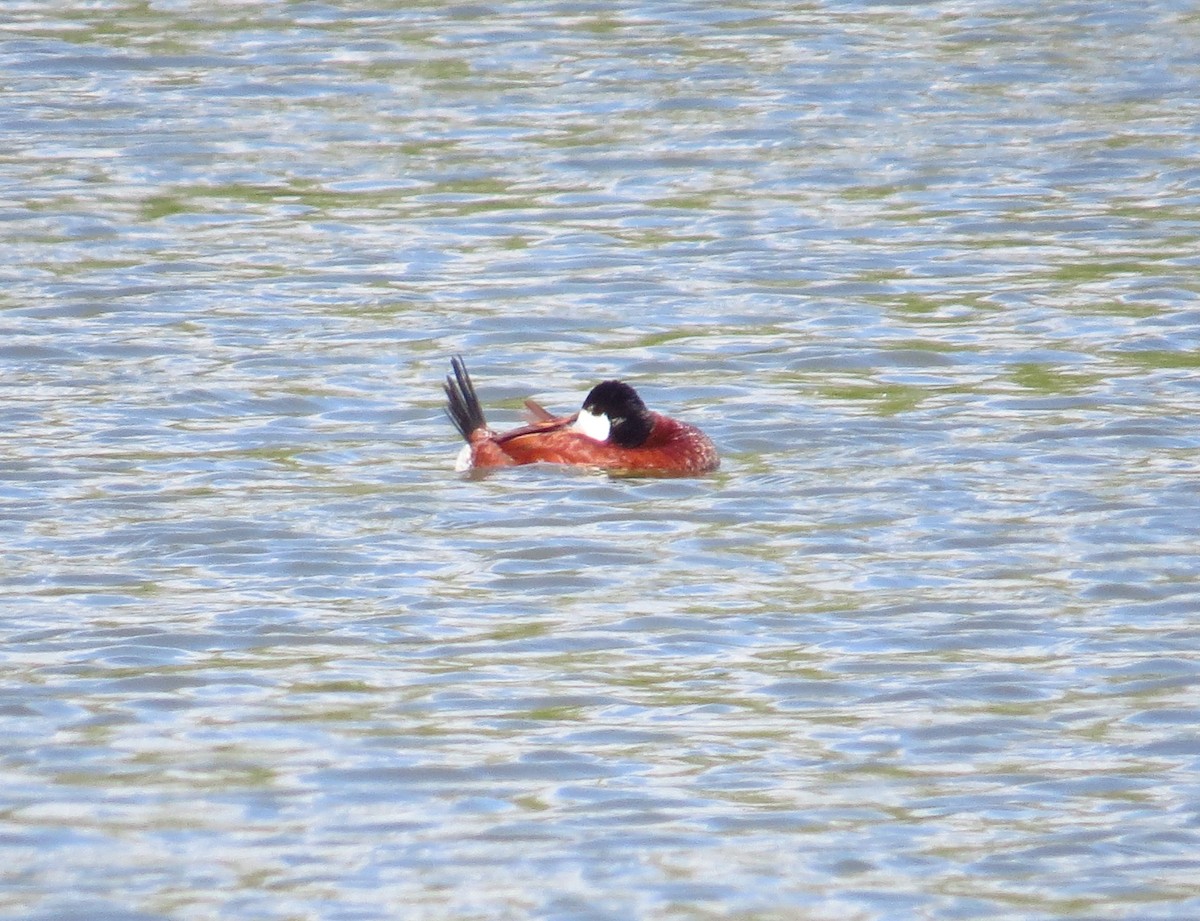 Американская савка - ML644690419