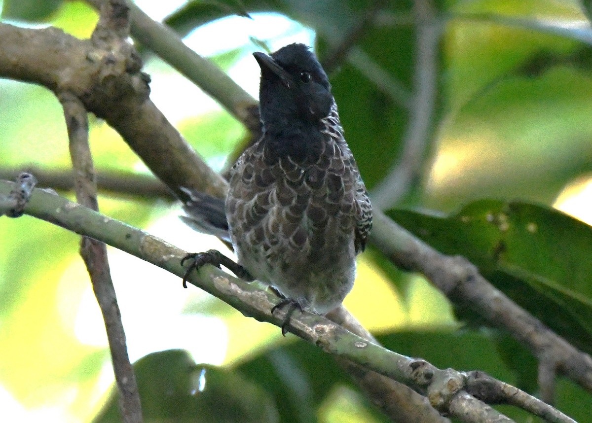 Bulbul Cafre - ML644690423