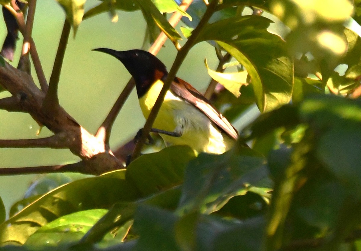 クリセタイヨウチョウ - ML644690431