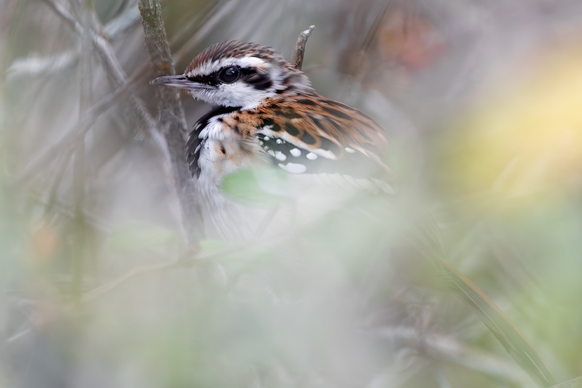 Stripe-backed Antbird - ML644690438