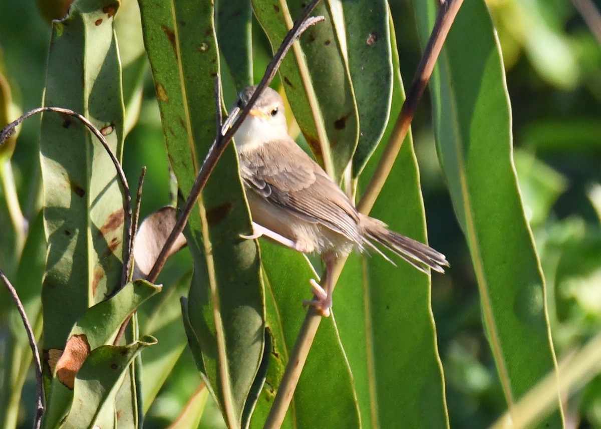 Prinia Sencilla - ML644690443