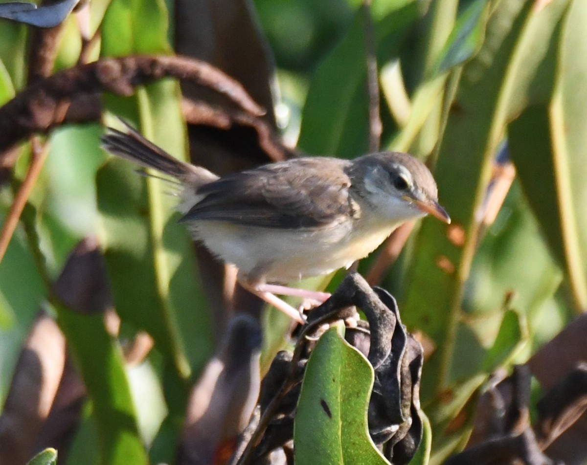 Prinia Sencilla - ML644690444
