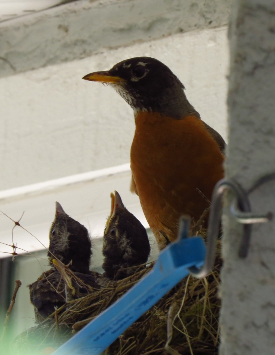 drozd stěhovavý - ML644690448