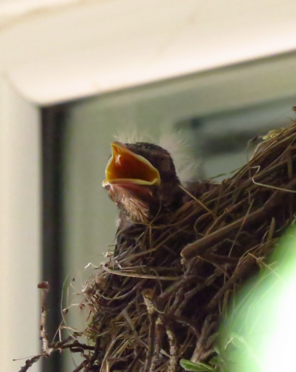 drozd stěhovavý - ML644690449