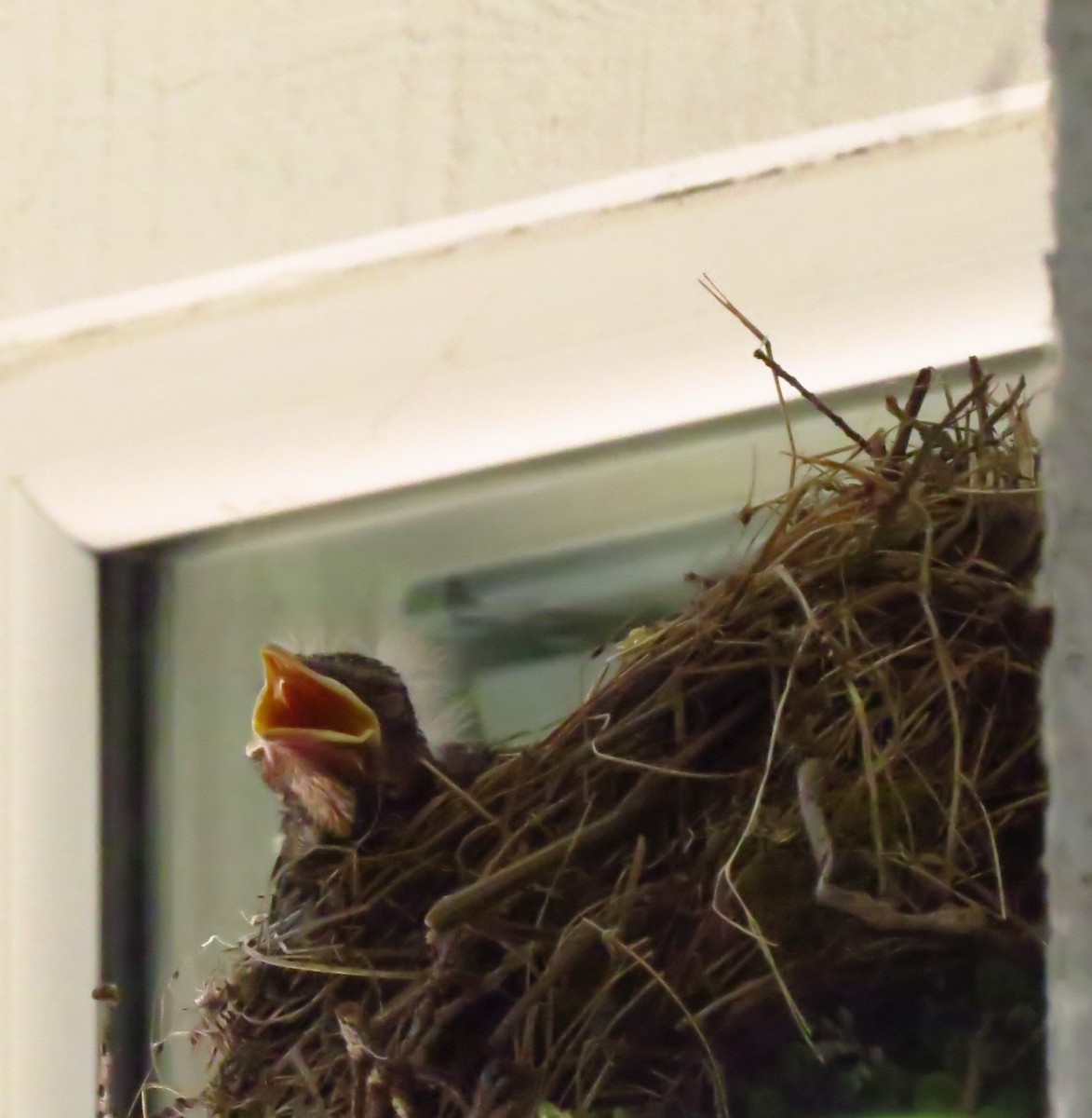 drozd stěhovavý - ML644690450