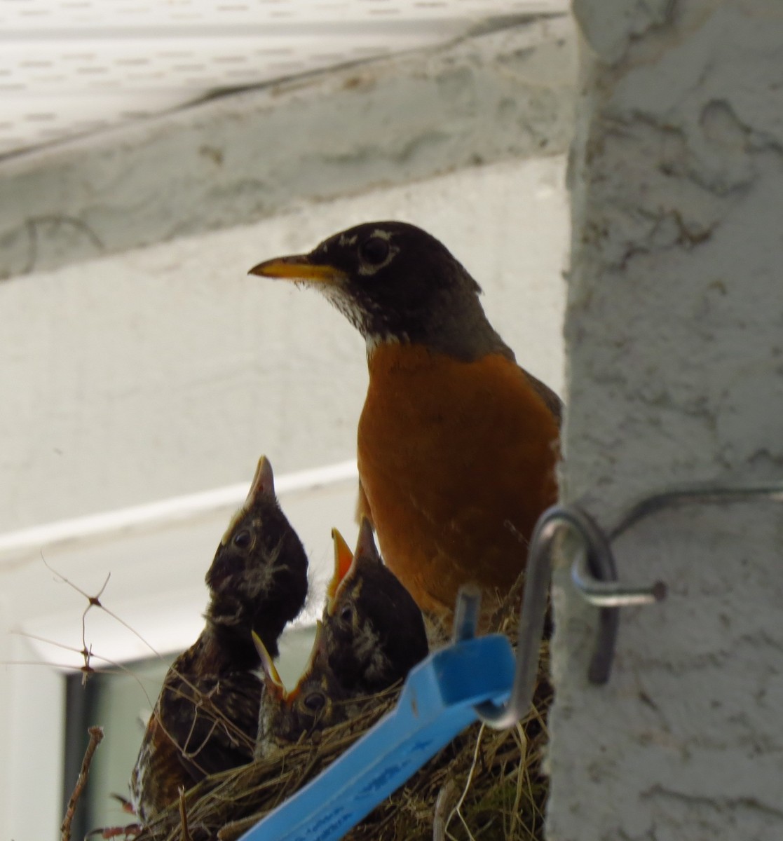 drozd stěhovavý - ML644690451