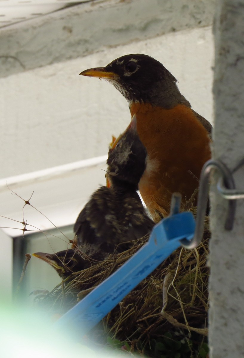 drozd stěhovavý - ML644690452