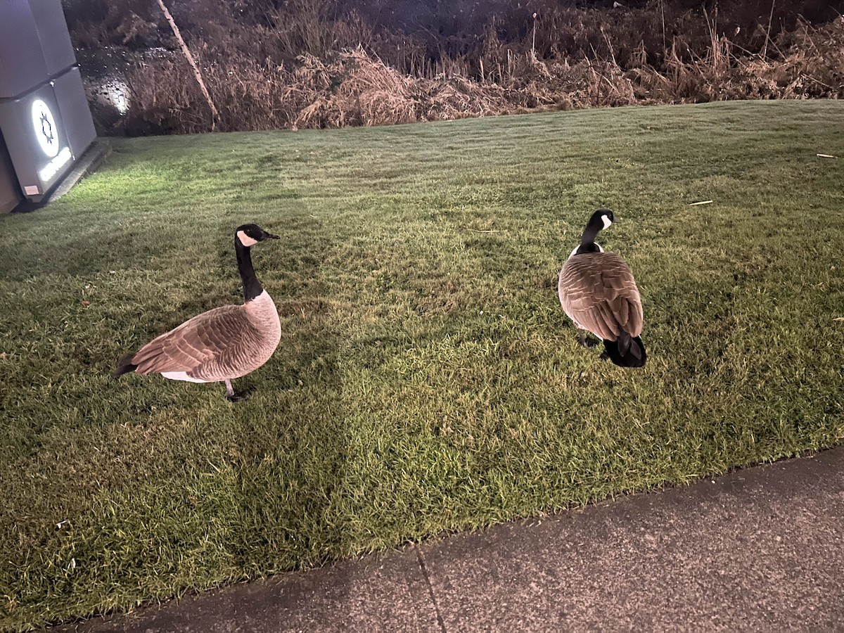 Barnacla Canadiense Grande - ML644690465