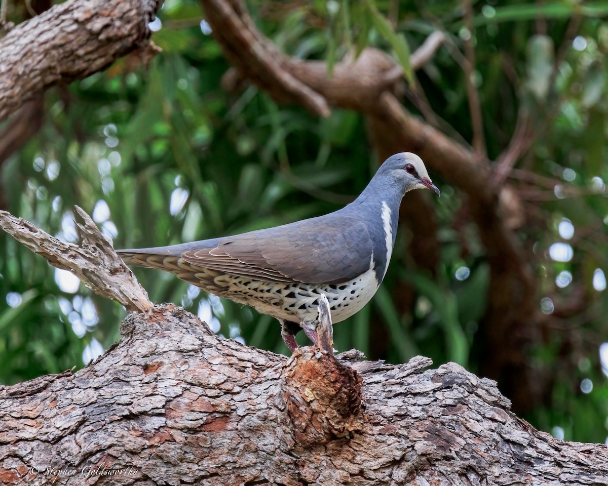 Wonga Pigeon - ML644690467