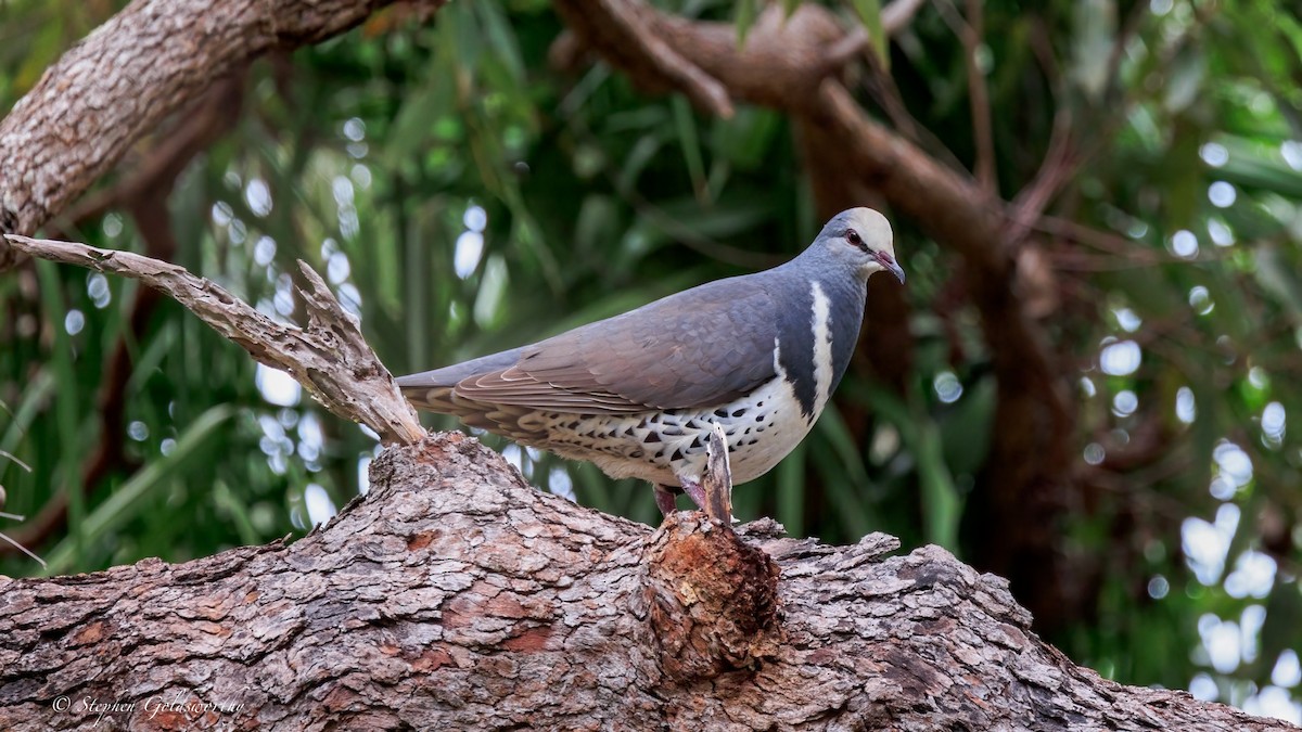 Wonga Pigeon - ML644690468