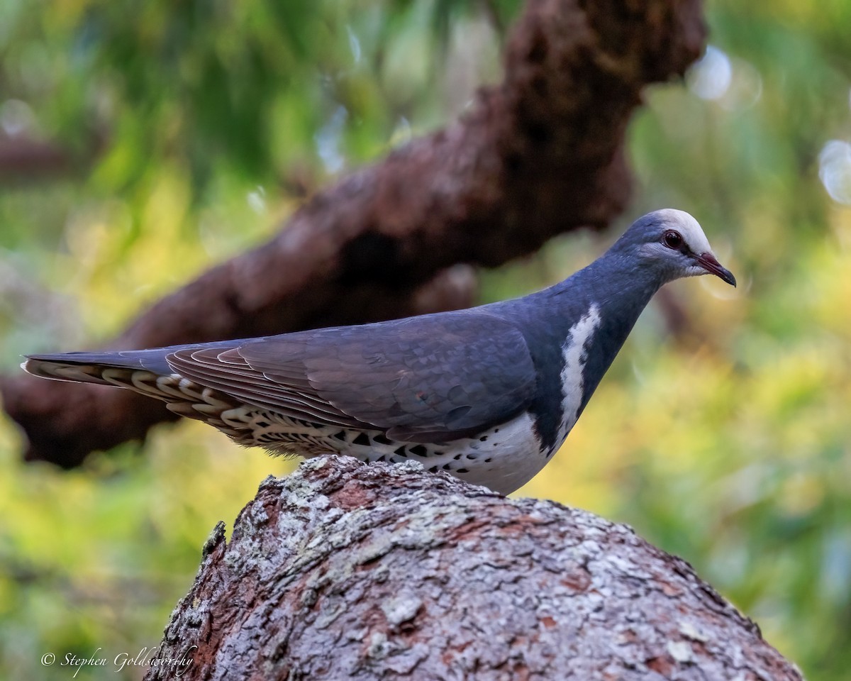 Wonga Pigeon - ML644690469