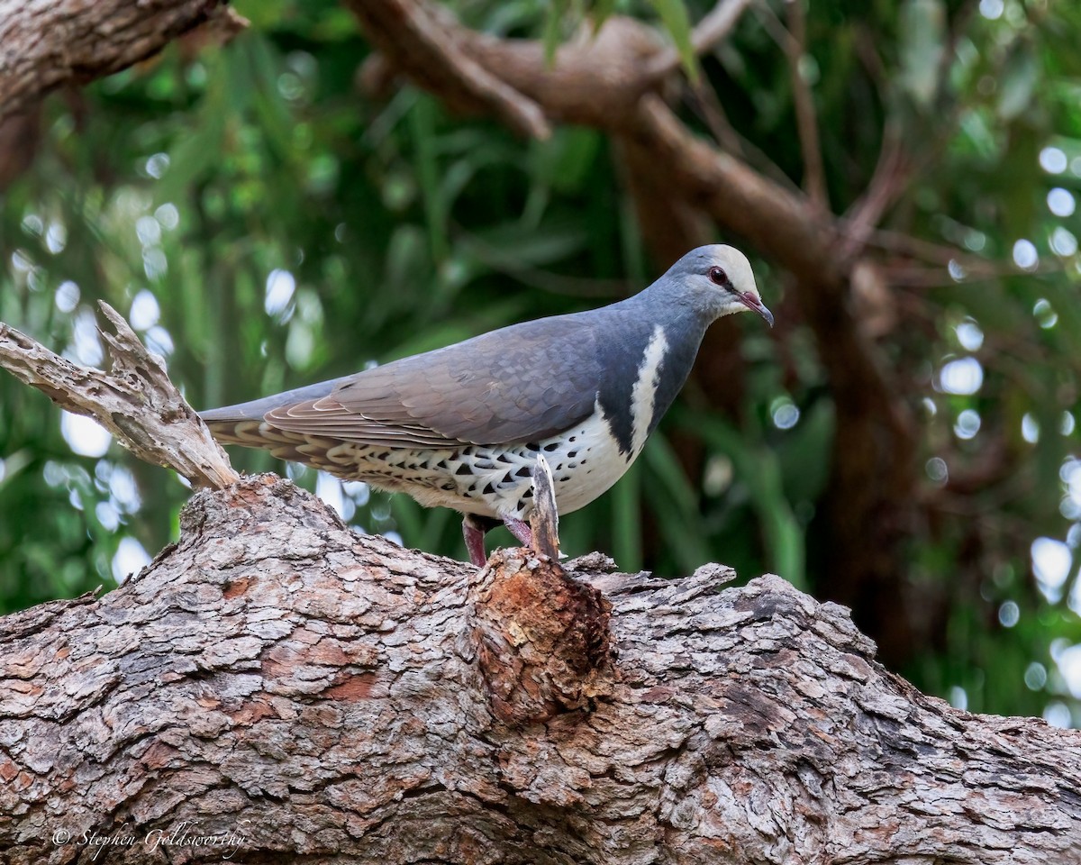 Wonga Pigeon - ML644690470