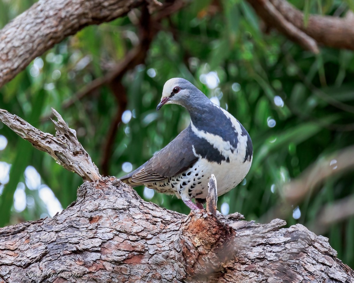 Wonga Pigeon - ML644690471