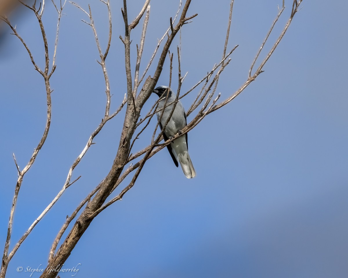 Black-faced Cuckooshrike - ML644690473