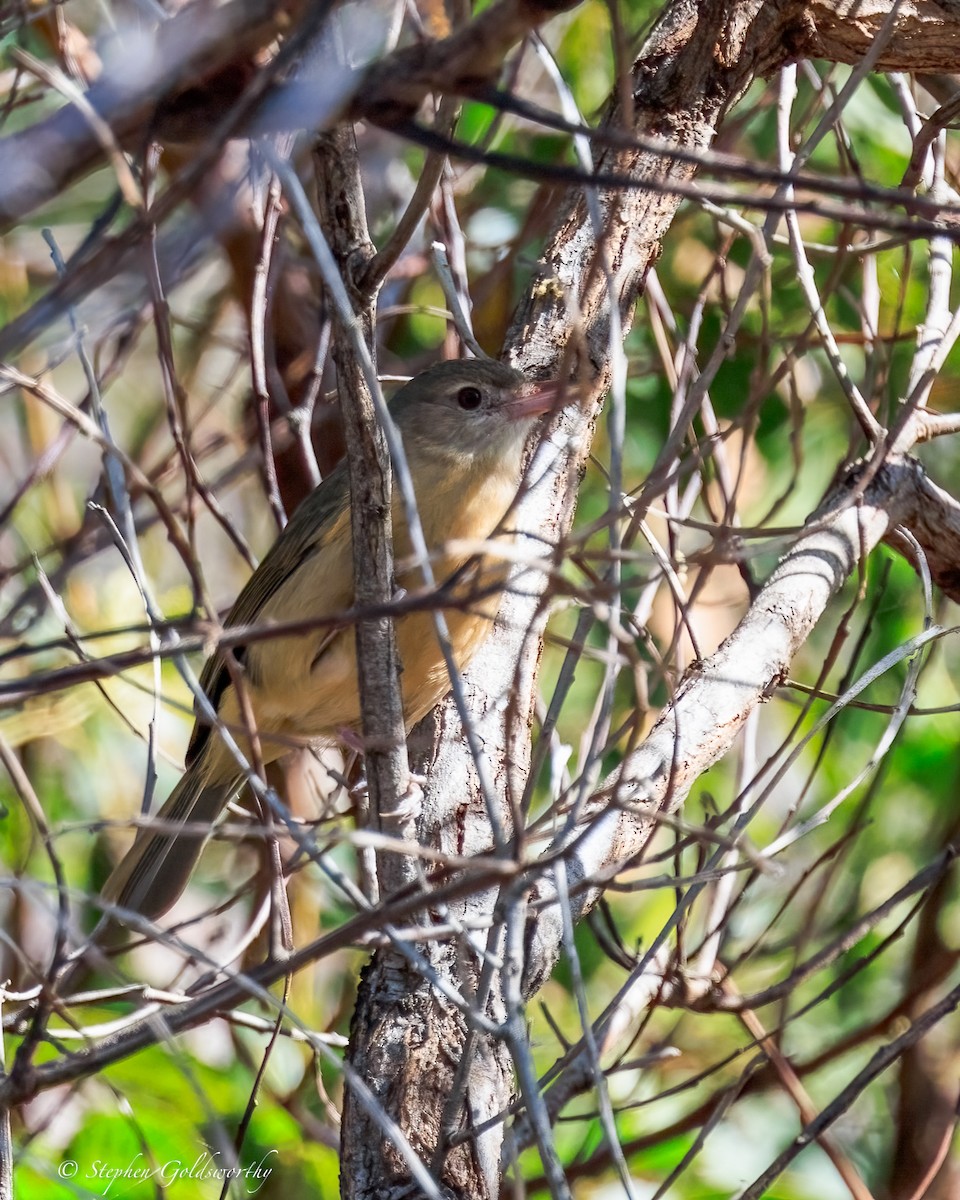 Little Shrikethrush (Rufous) - ML644690477