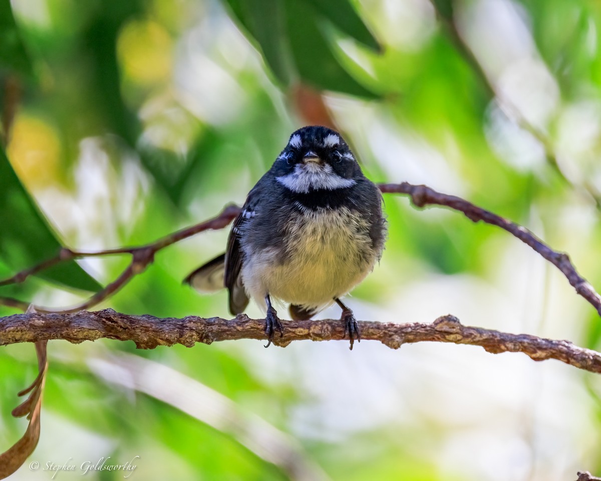 Gray Fantail - ML644690482