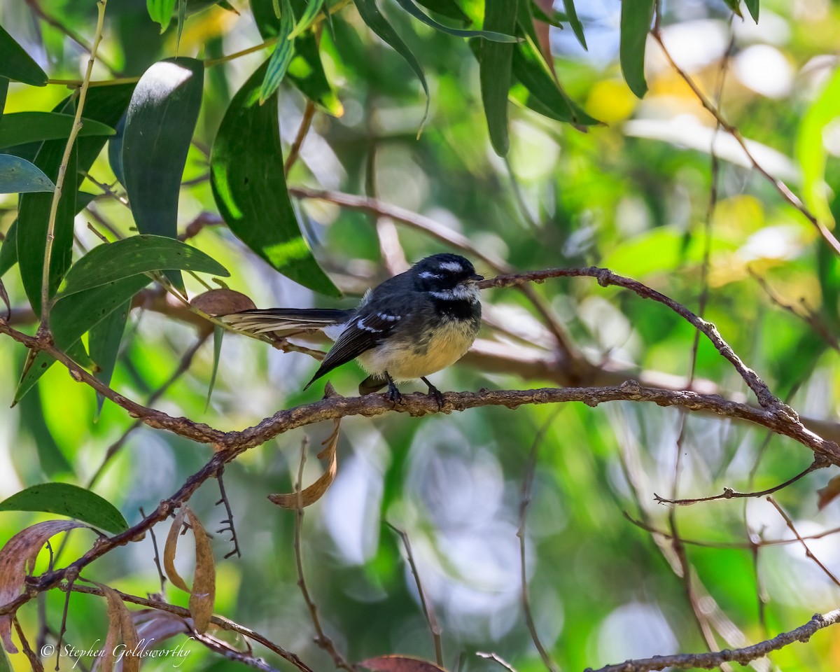 Gray Fantail - ML644690484