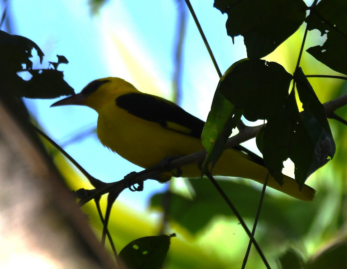 Indian Golden Oriole - ML644690487