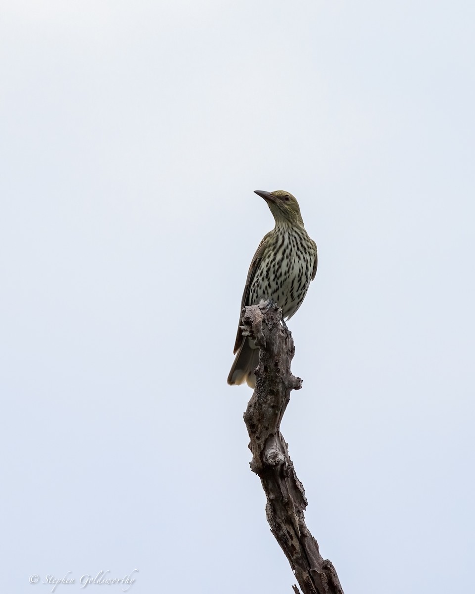 Olive-backed Oriole - ML644690489