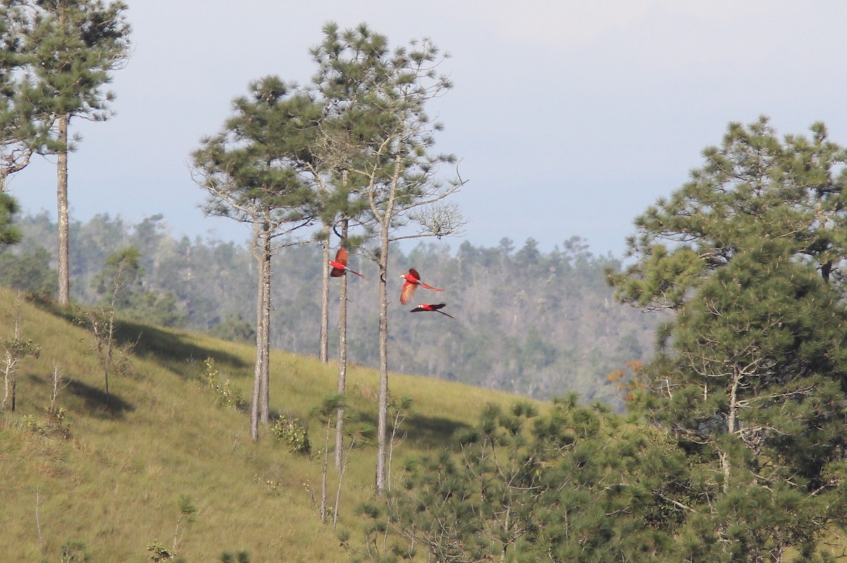 Scarlet Macaw - ML644690495
