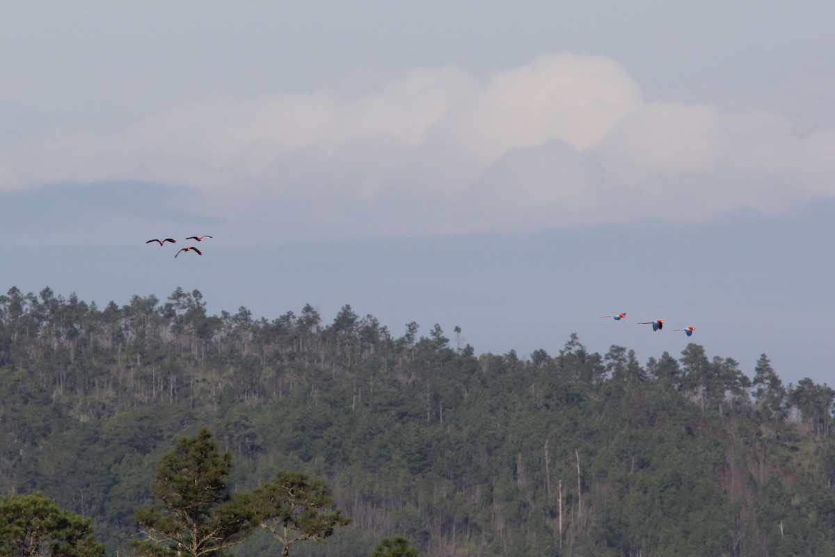 Scarlet Macaw - ML644690496