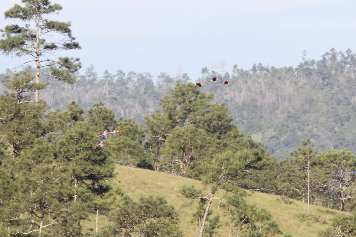 Scarlet Macaw - ML644690497