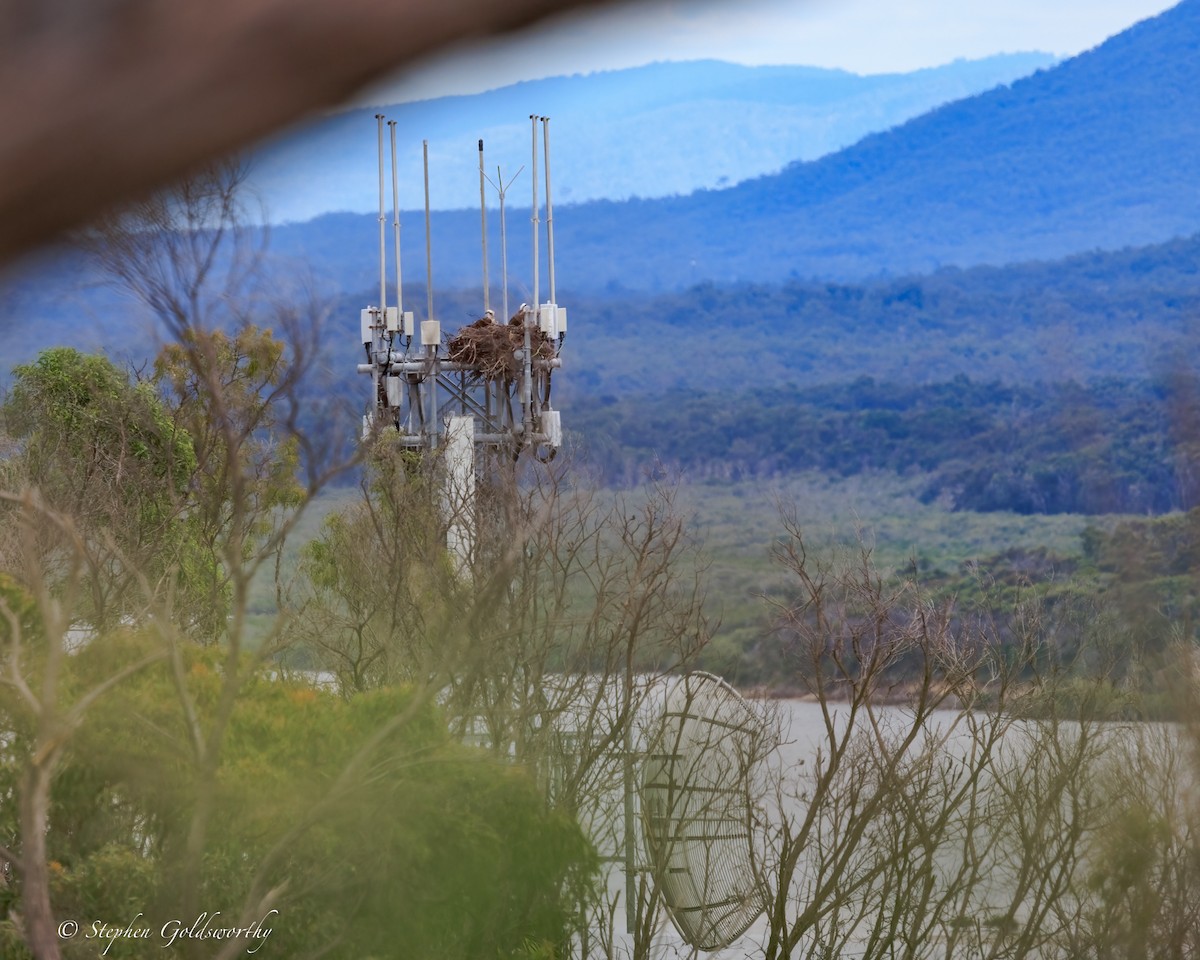 שלך (אוסטרלי) - ML644690501