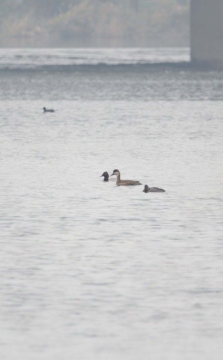 Fistione turco - ML644690503