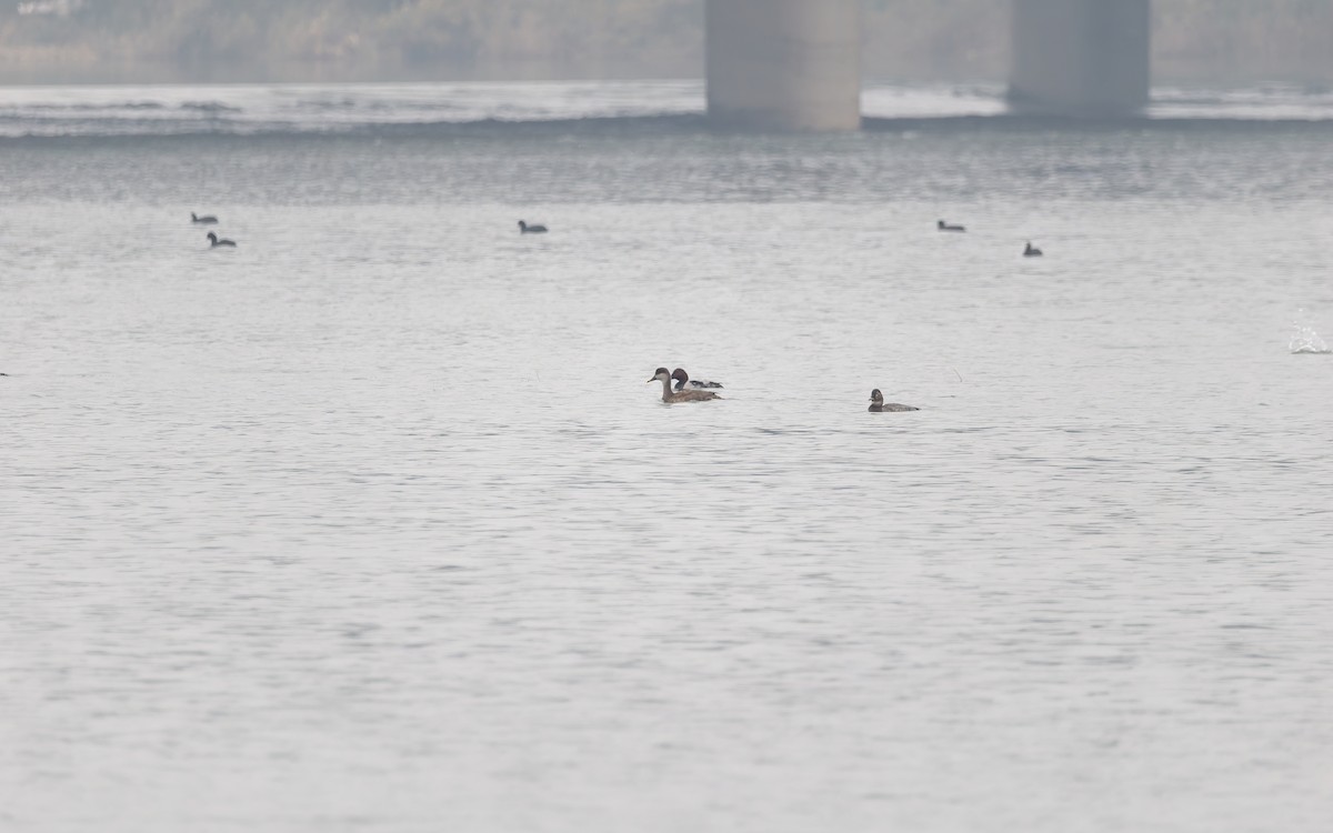 Fistione turco - ML644690504