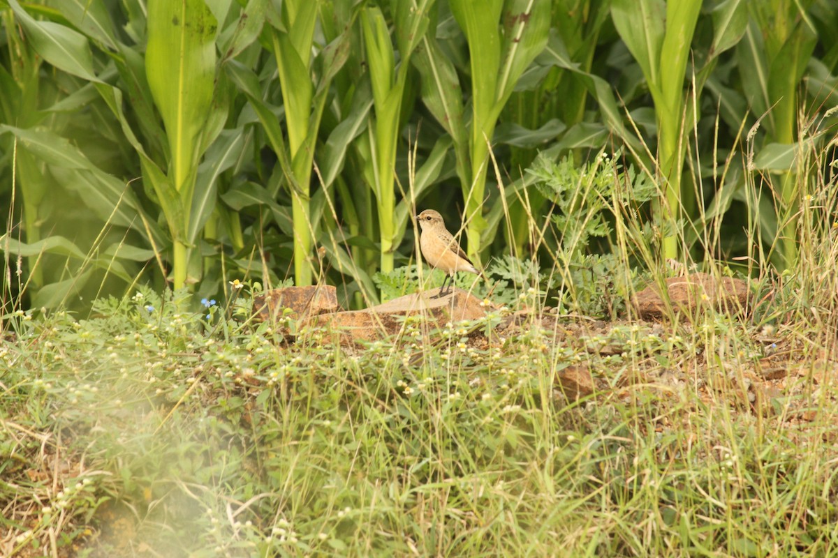Сибирский черноголовый чекан - ML644690515