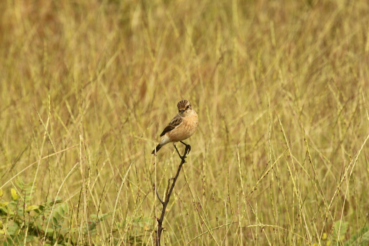 Сибирский черноголовый чекан - ML644690516
