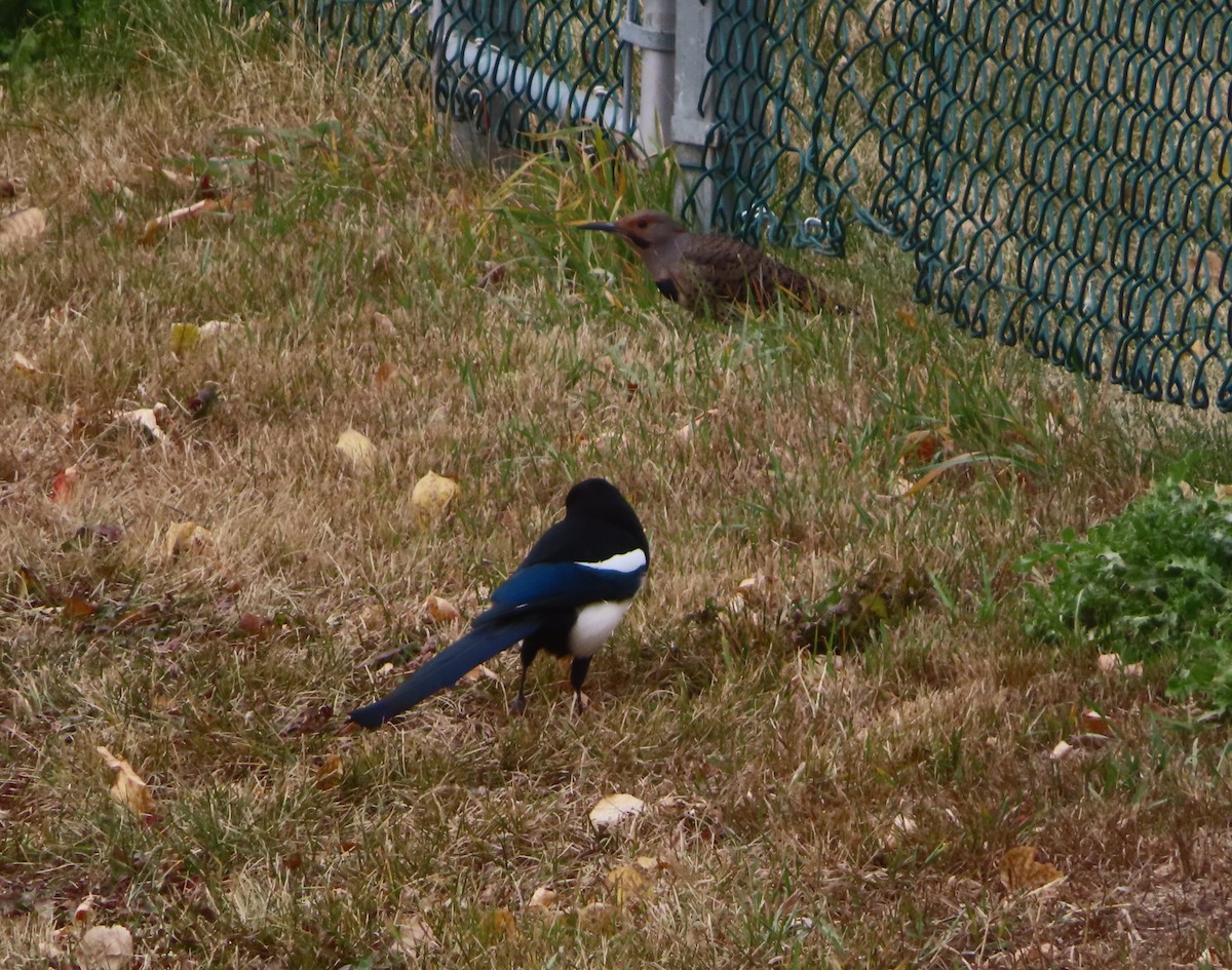 Black-billed Magpie - ML644690517
