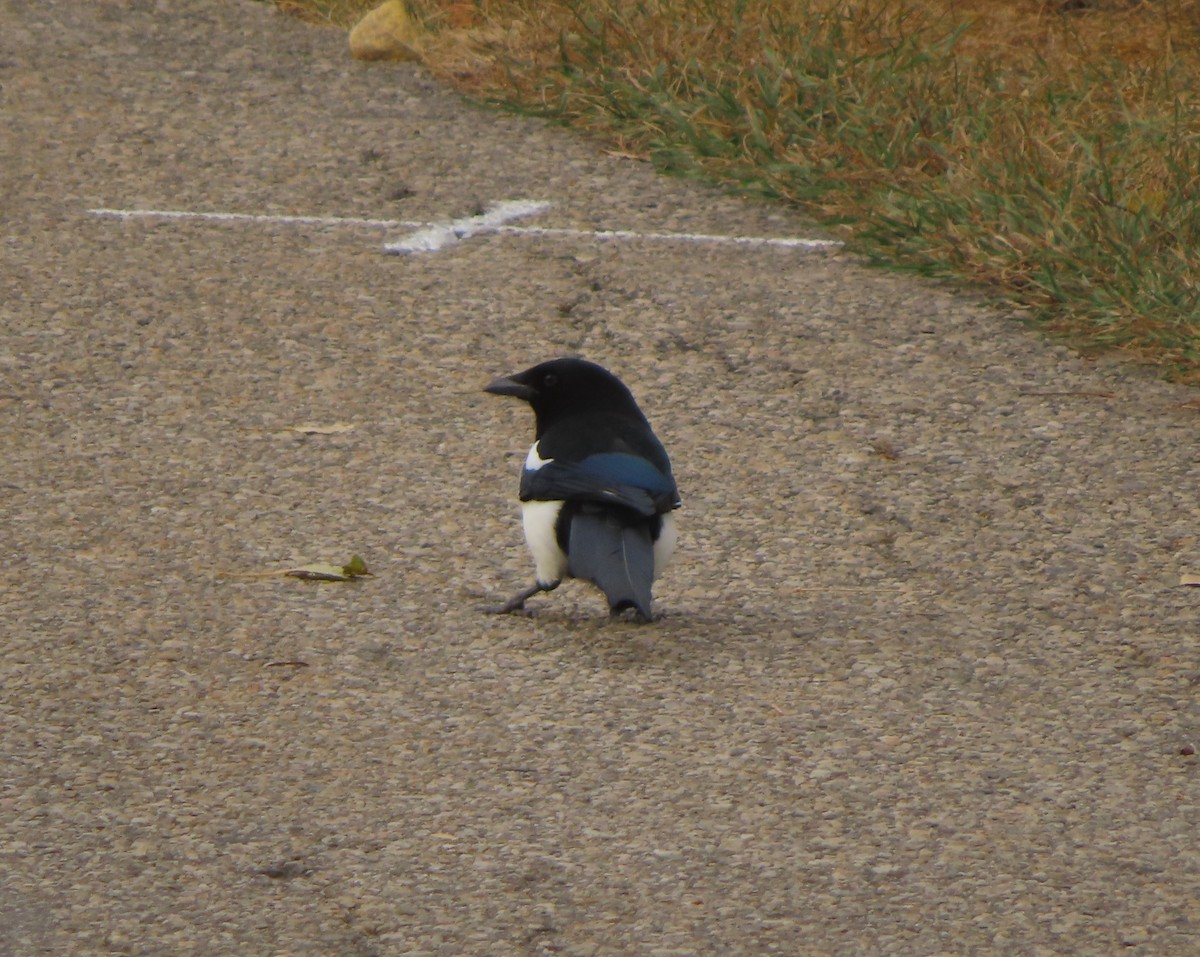 Black-billed Magpie - ML644690518