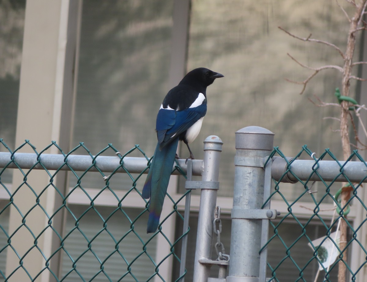 Black-billed Magpie - ML644690526