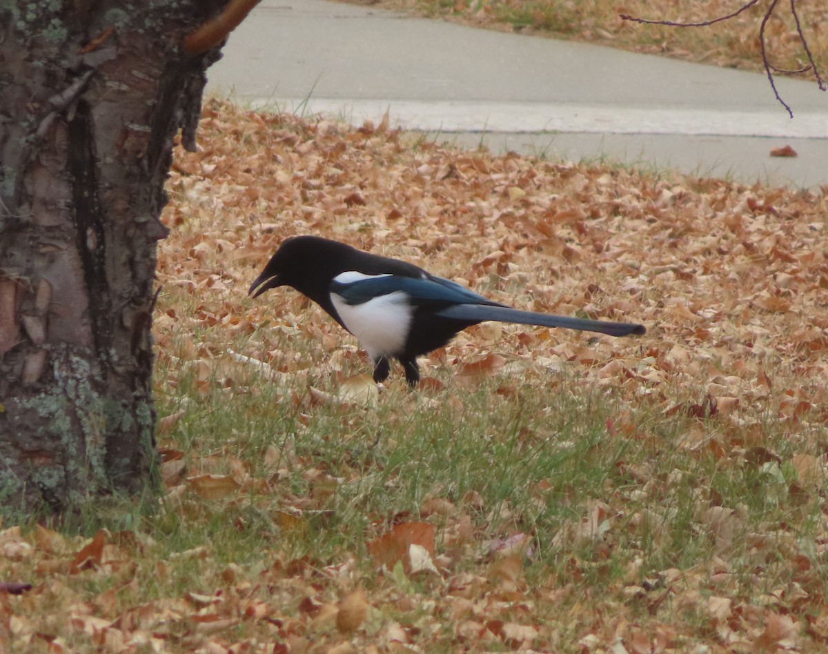 Black-billed Magpie - ML644690527