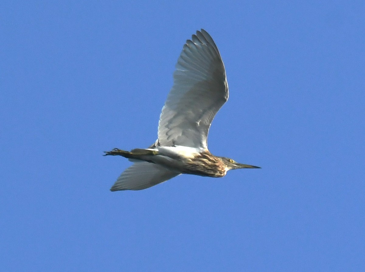 Индийская прудовая цапля - ML644690529