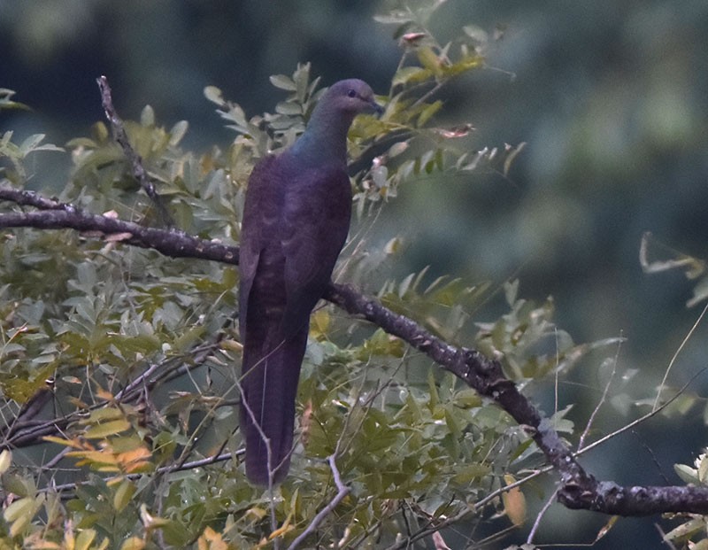 Полосатая кукушковая горлица - ML644690530