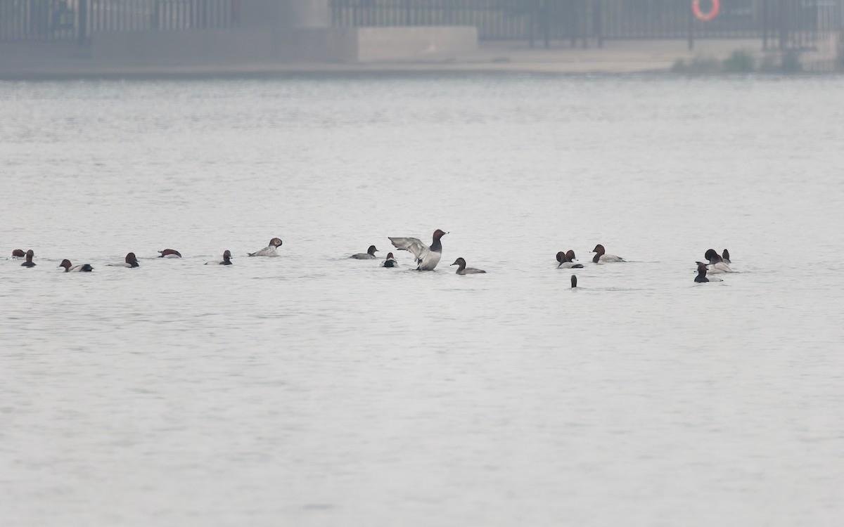 polák velký - ML644690531