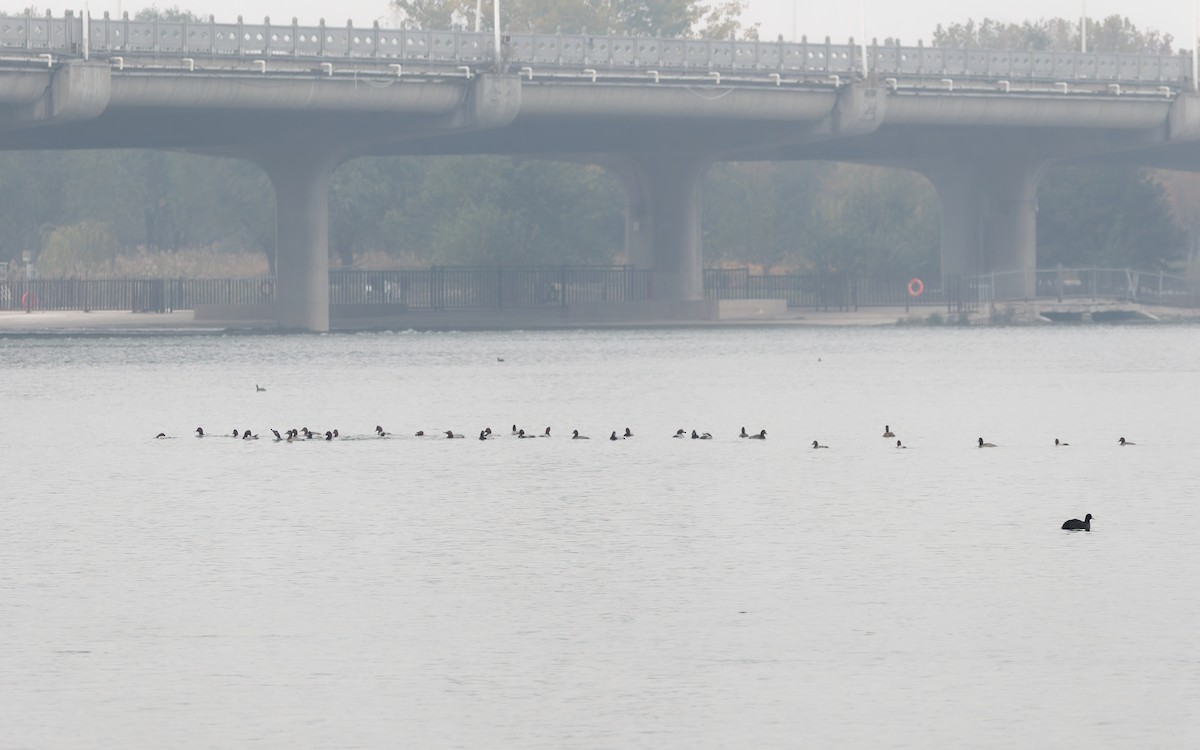 polák velký - ML644690532