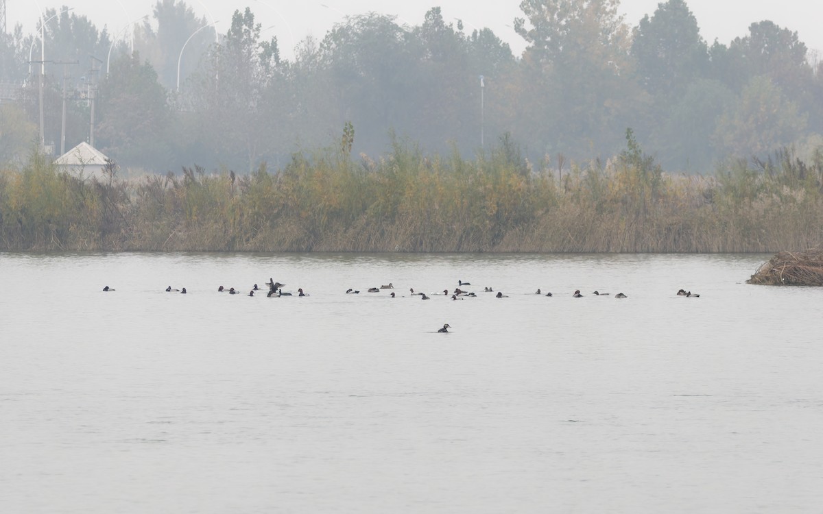 polák velký - ML644690533